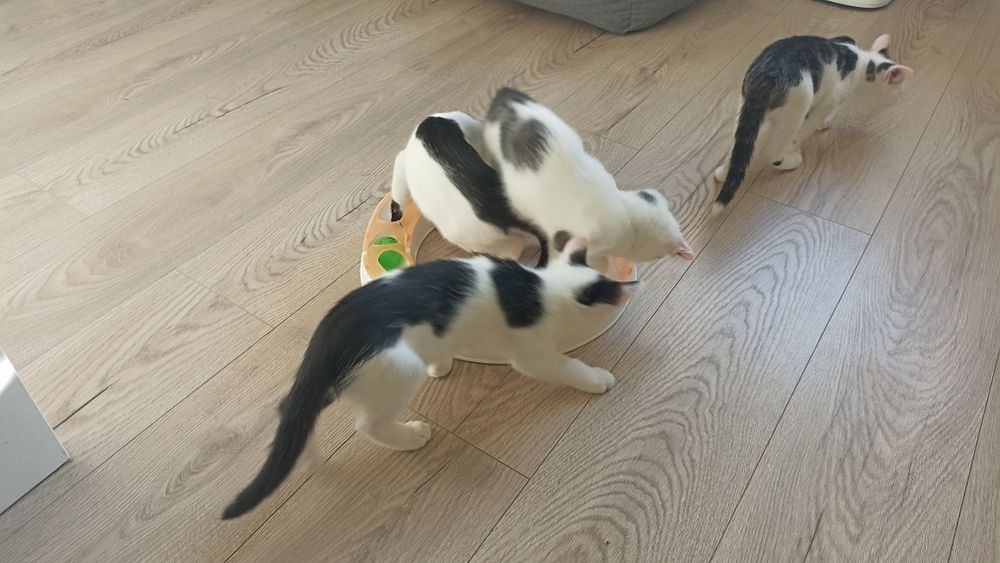 Kocurki szukają domu