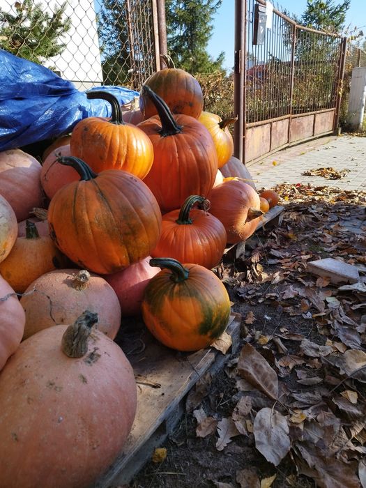 Dynia Halloween, duża wielkośc różne rodzaje