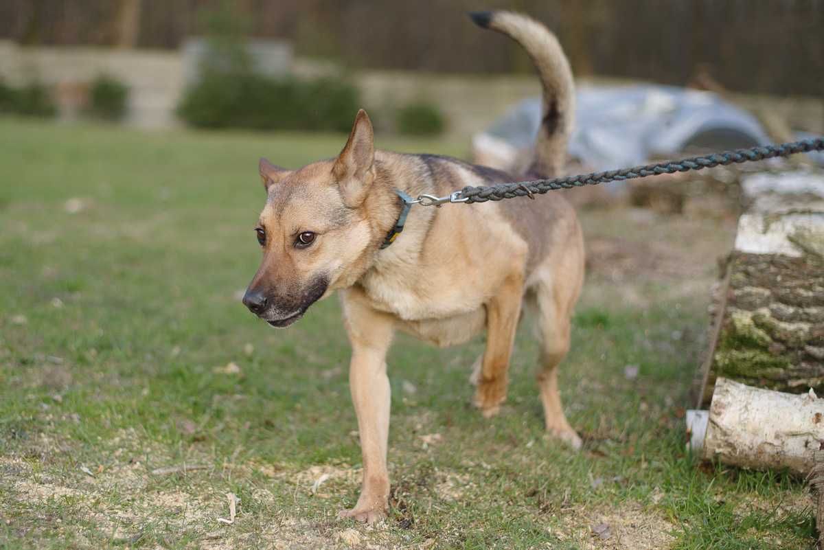 owczarek Mix Czesio szuka domu schronisko Zgierz aktualne