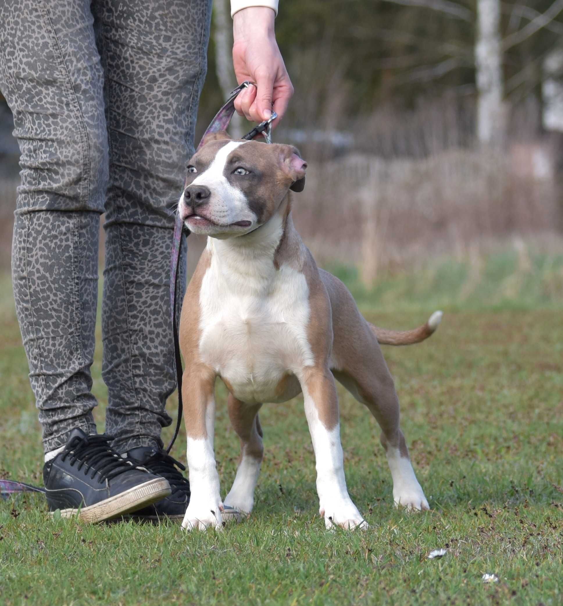 American Staffordshire Terrier, Amstaff - po Ch - ZKwP, FCI suczka