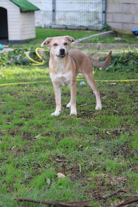 Cadelinha bebé para adopção
