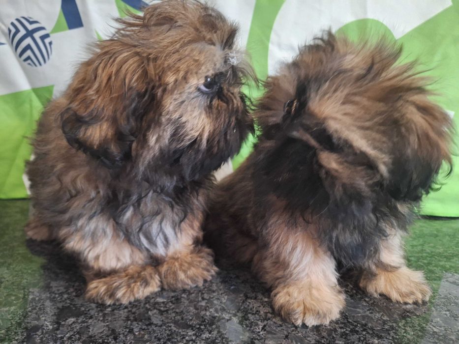 Shih Tzu urocza sunia