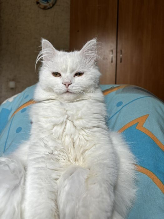 В добрі ручки віддам котика-красунчика