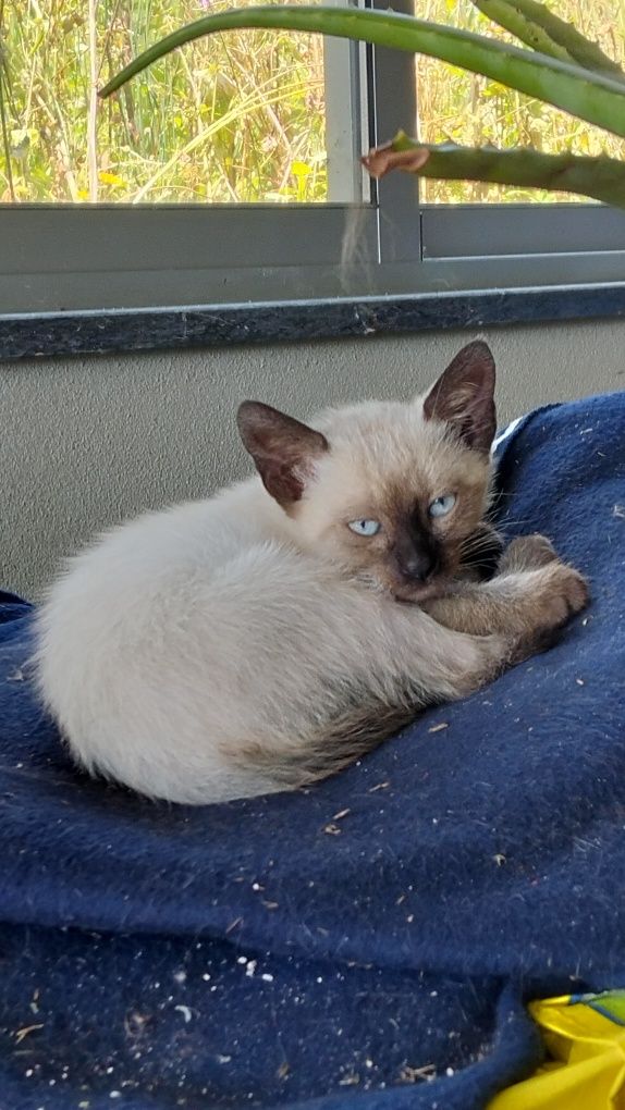 Dou gatinha fêmea