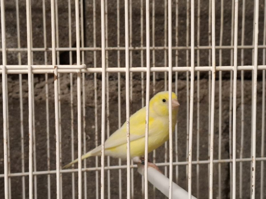 Canarios amarelos machos