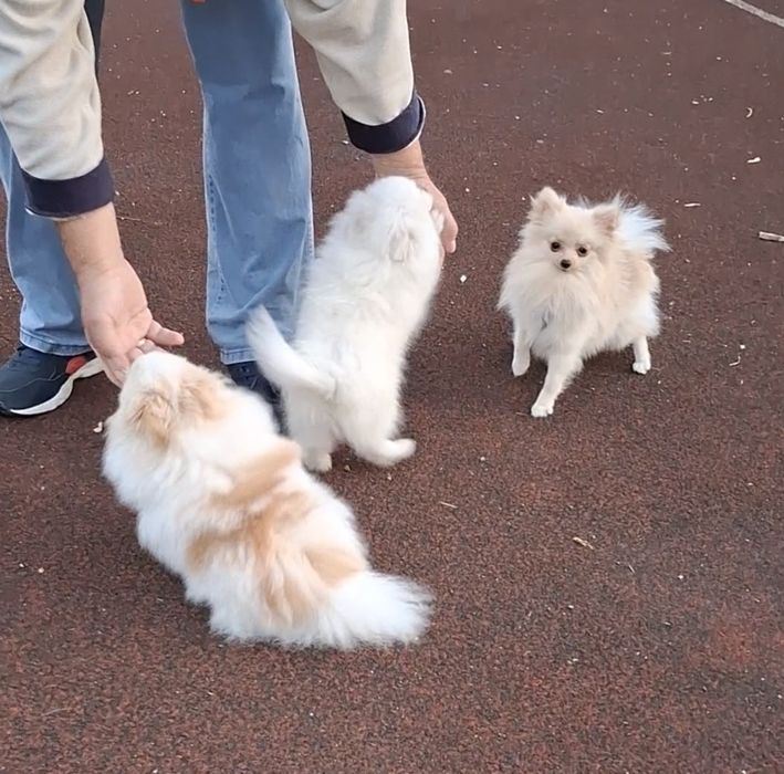 Малыши-шпицули! Мальчики и девочки на ладошку! 1,5-10 месяцев, Киев.