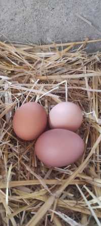 Ovos biológicos - galinhas do campo (3EUR/2,5EUR/2,3EUR-dúzia)
