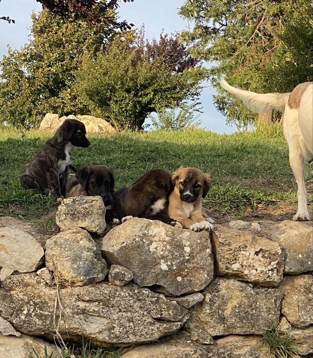 Cachorrinhos para adotar