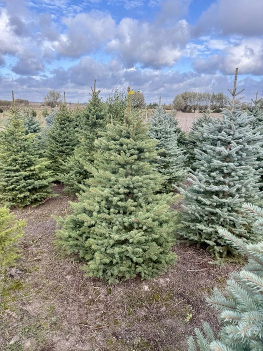 Choinka z dostawą! Warszawa i okolice! Klasa Premium