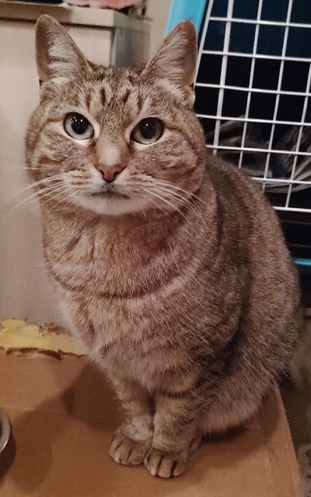 Чудова бувшедомашня киця шукає родину.