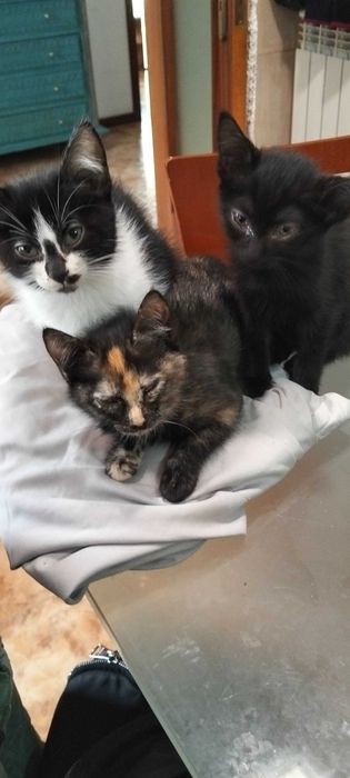 Gatos para adoção em Guimarães