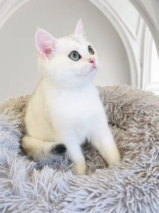 Плюшевые девочки серебристые шиншиллы