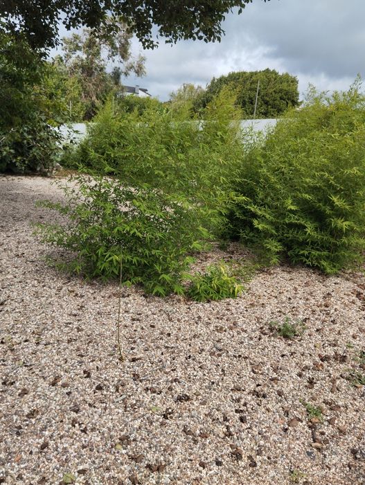 Cales de babu para venda
