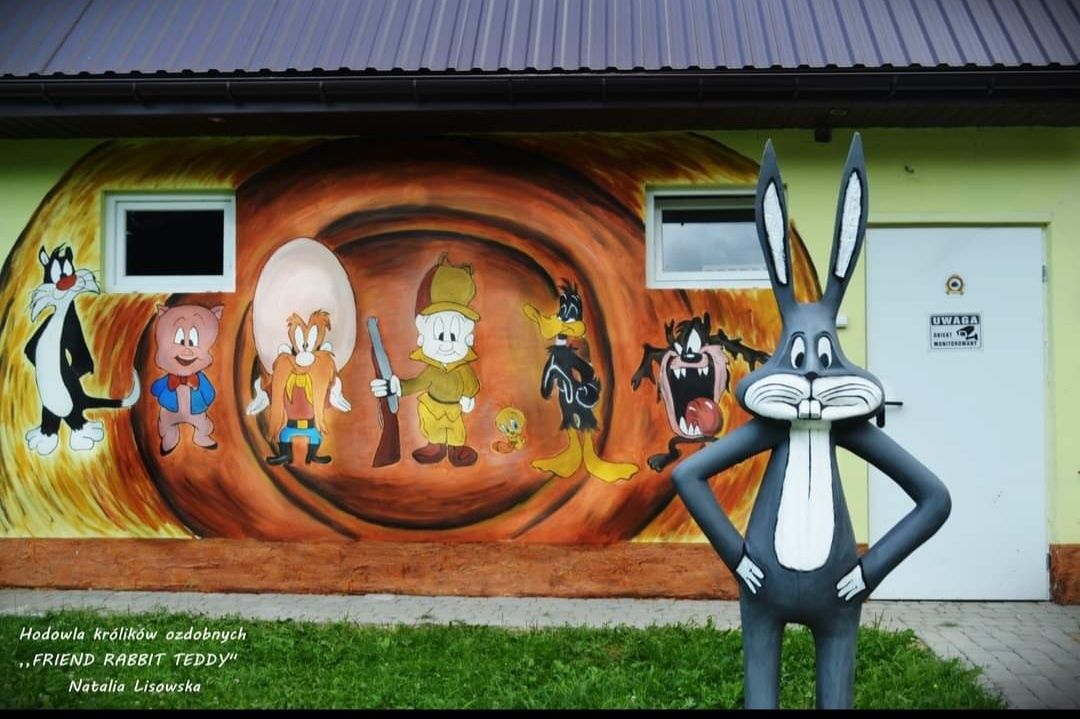 DO ODBIORU Króliki karzełki TEDDY królik karzełek miniaturka MINI LOP