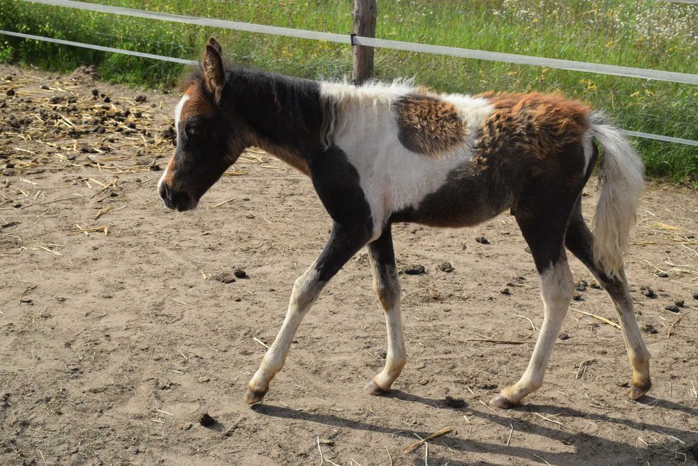 kucyk ogierek 2025 wzrost docelowy ok. 115cm, paszport
