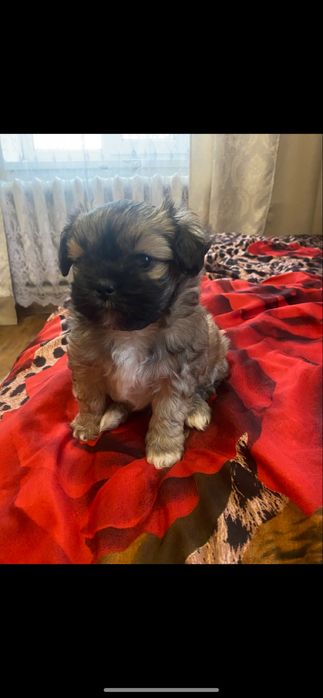 Продаю Цуценя, пекінес схрещений з мальтіпу.