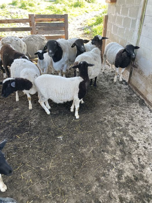 Продаються 100% баранчики породи дорпер