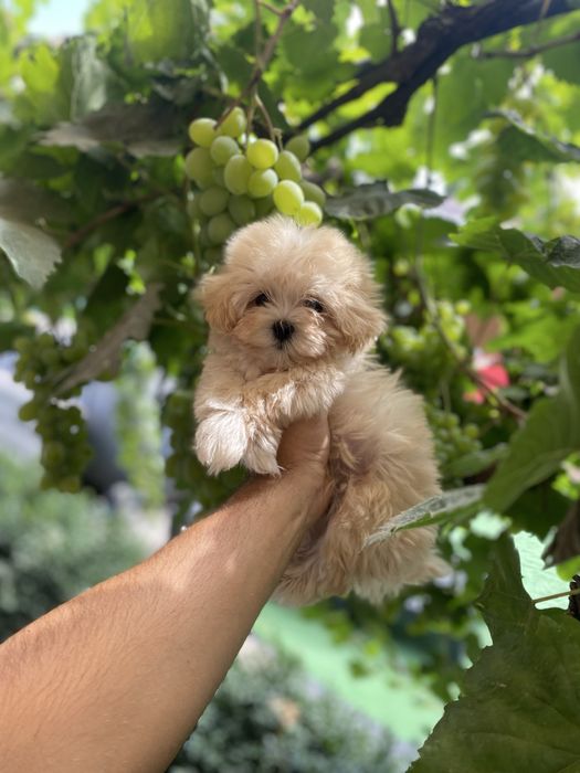 Дуже милі мальтіпу