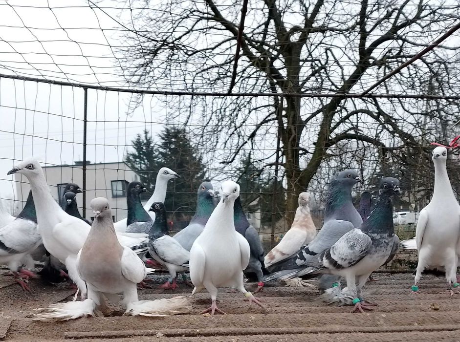 Czarnodzioby , białopolskie