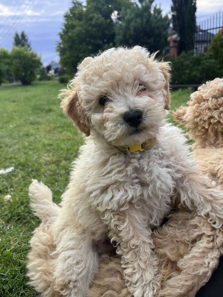 Poochon Bichpoo Maltipoo Pudel Bischon Frise