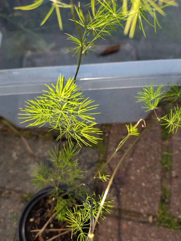 Roślinka doniczkowa asparagus