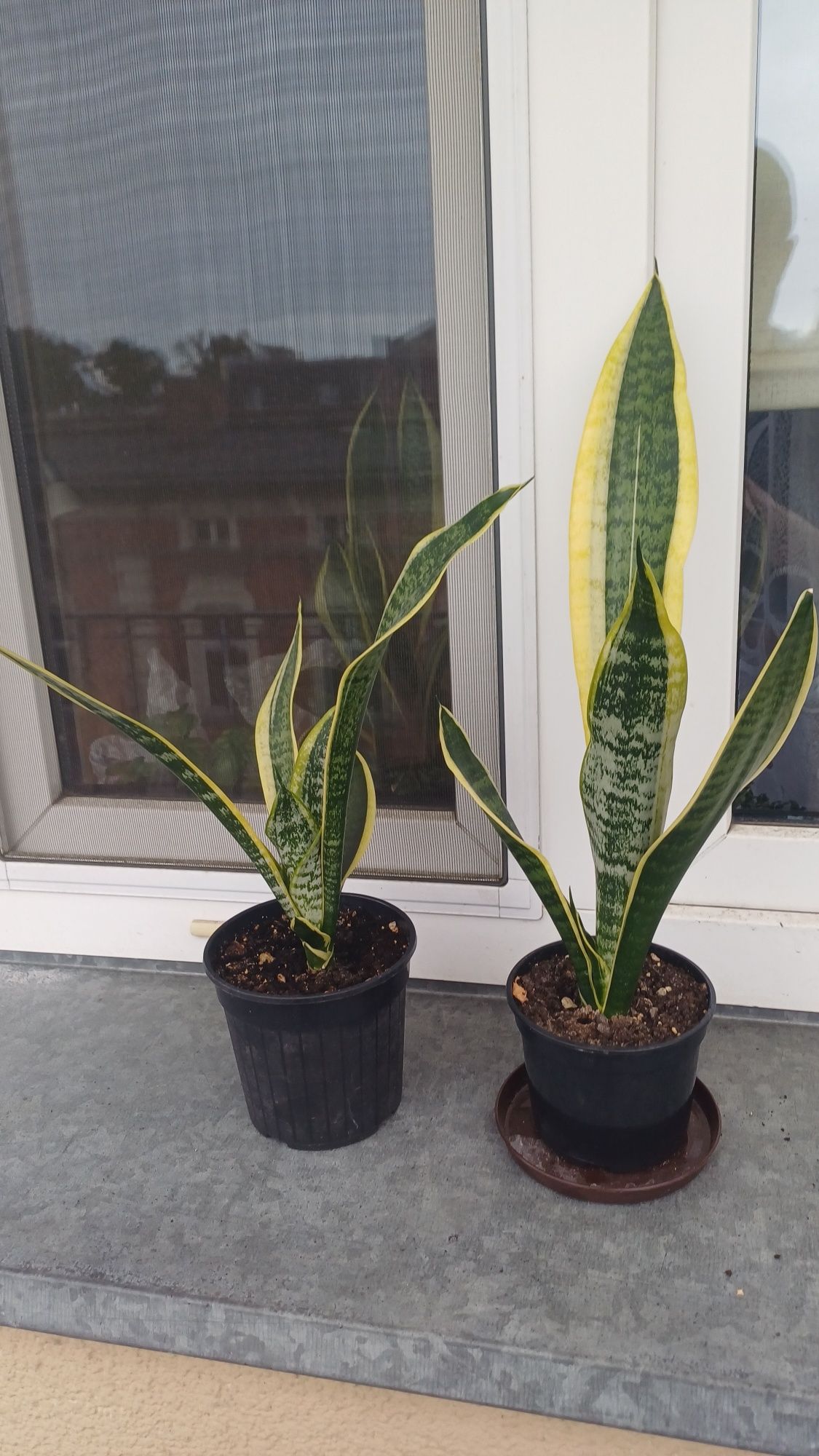 Sansevieria gwinejska Laurentii