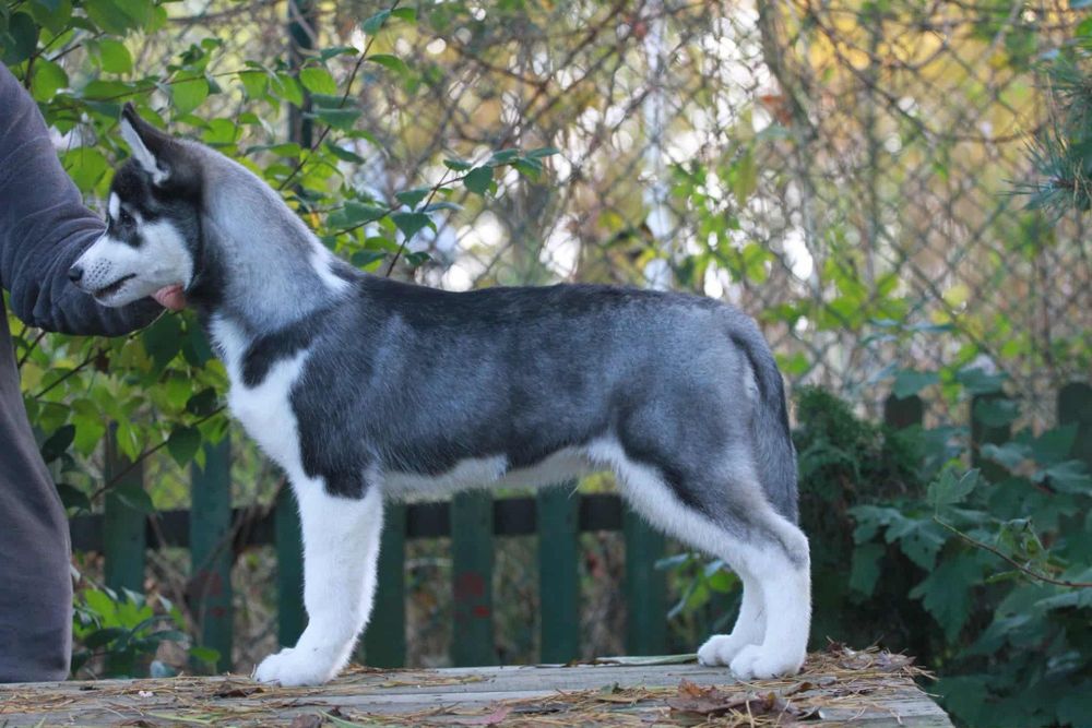 Siberian Husky FCI ZKwP