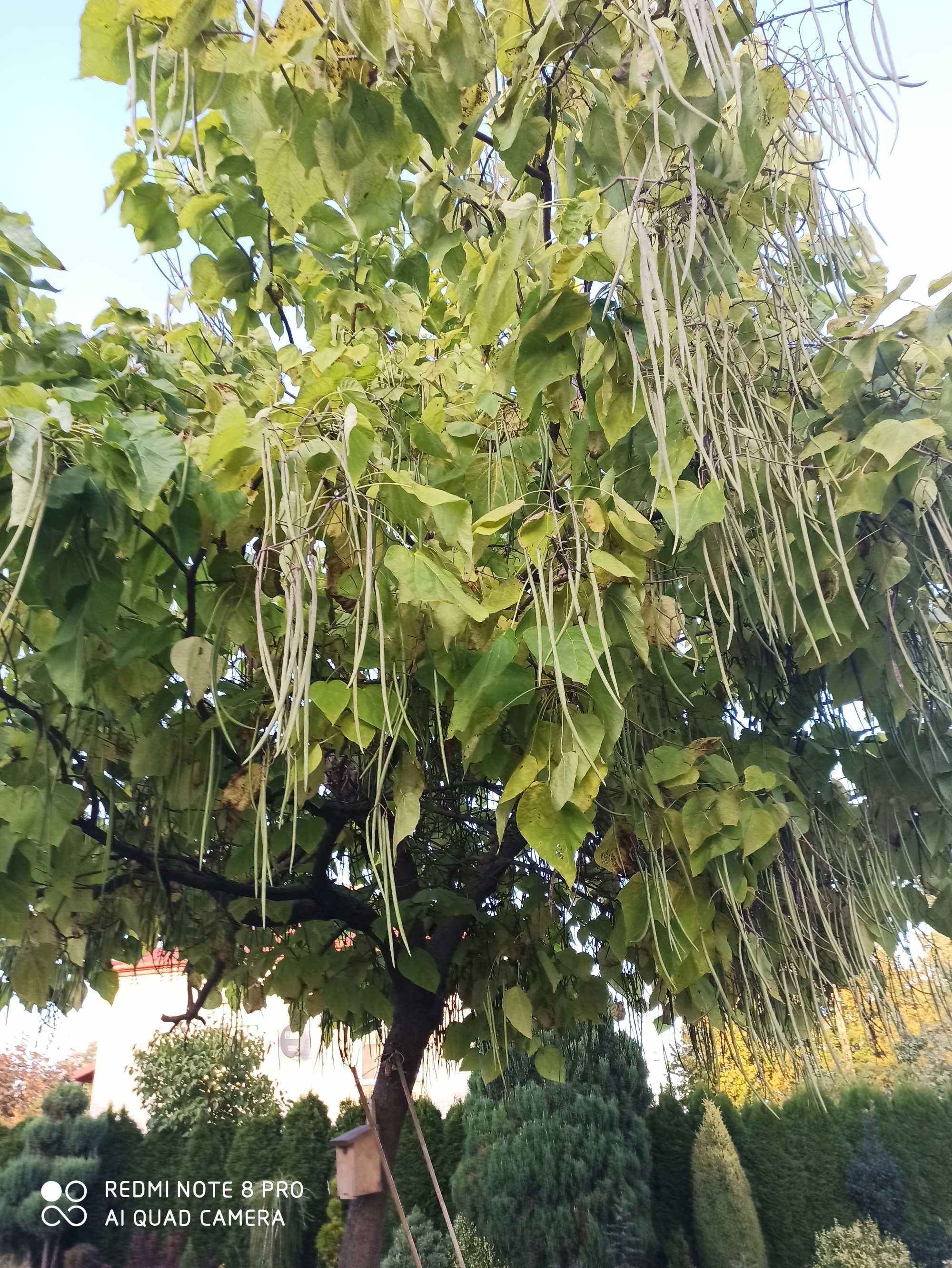Katalpa , drzewo na cień!