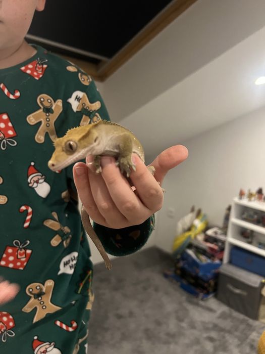 Samuec gekona orzesionego z teraruim.