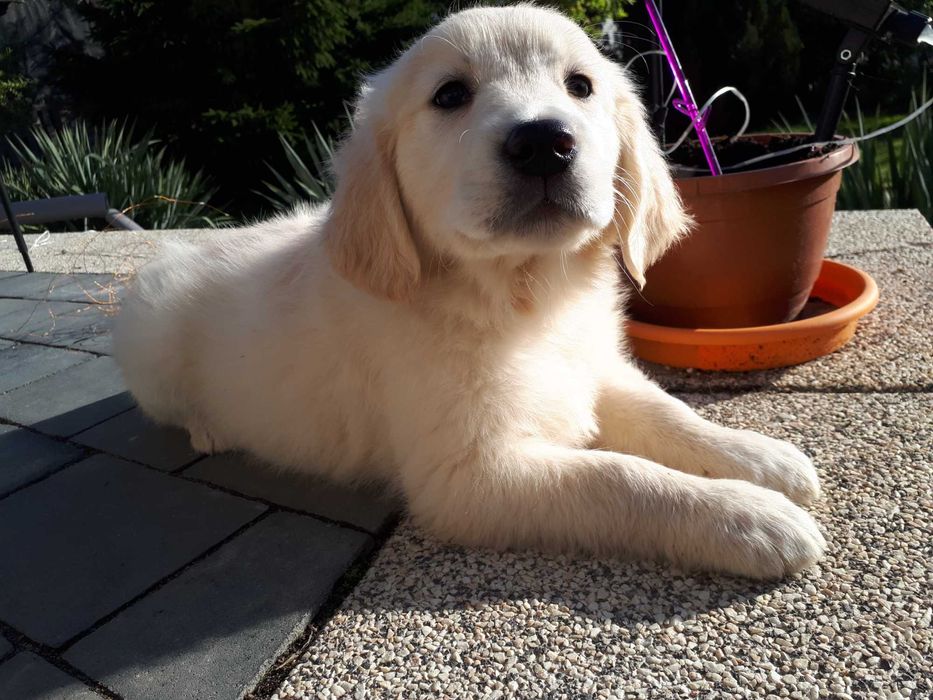 Golden Retriever rasowa suczka