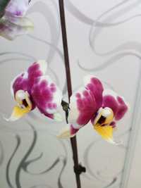 Сортова орхідея "Yellow cow"