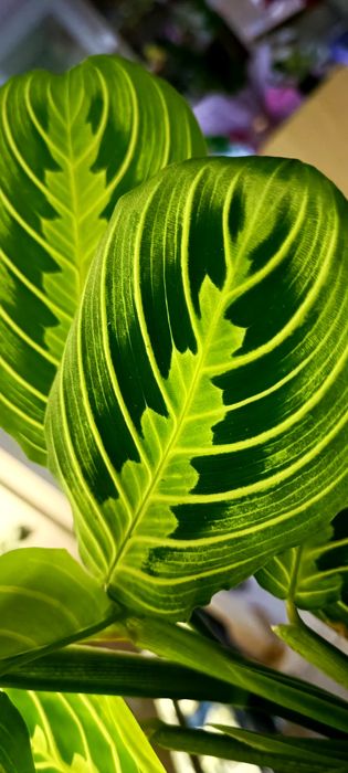 Продам Маранту Лемон