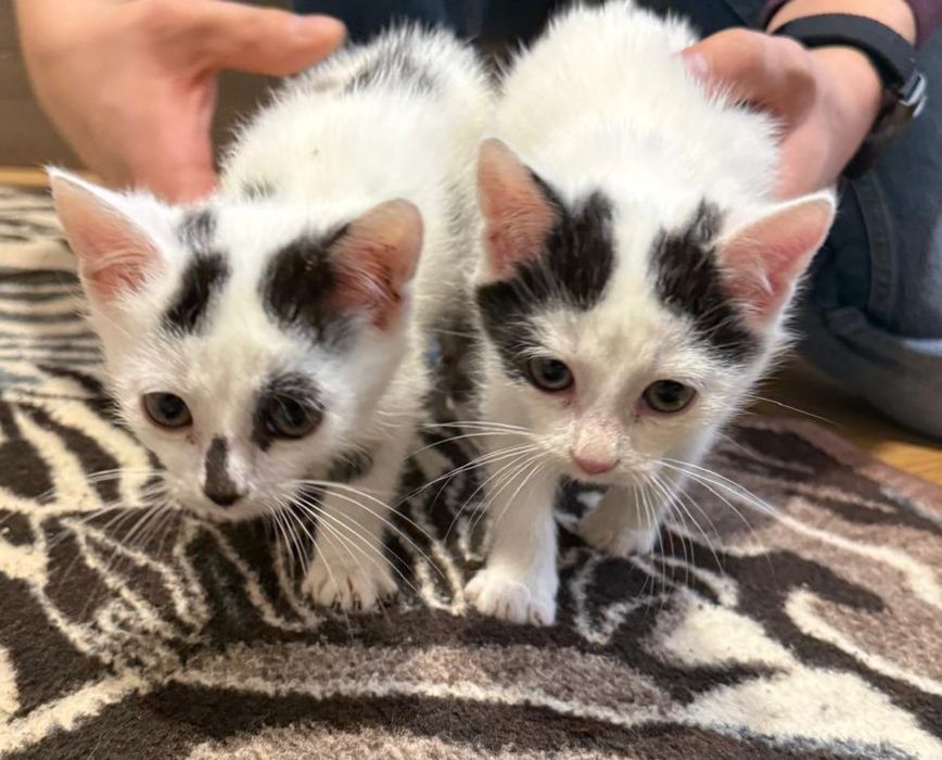 dwa maluchy do adopcji, mruczące i miziaste