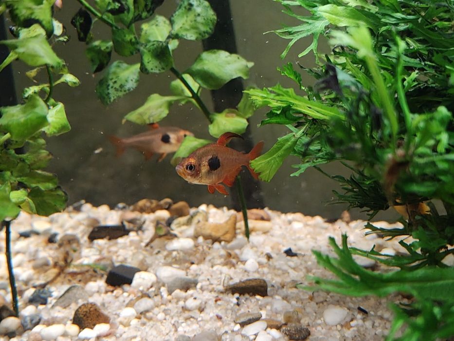 Akwarium 170 L  z filtrem i obsadą