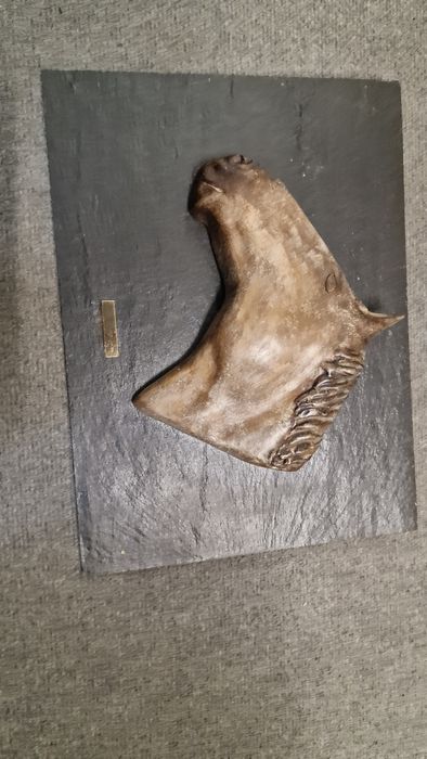 Quadro Cabeça de cavalo
