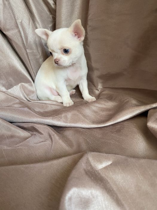 Чихуахуа щенки  , чишки