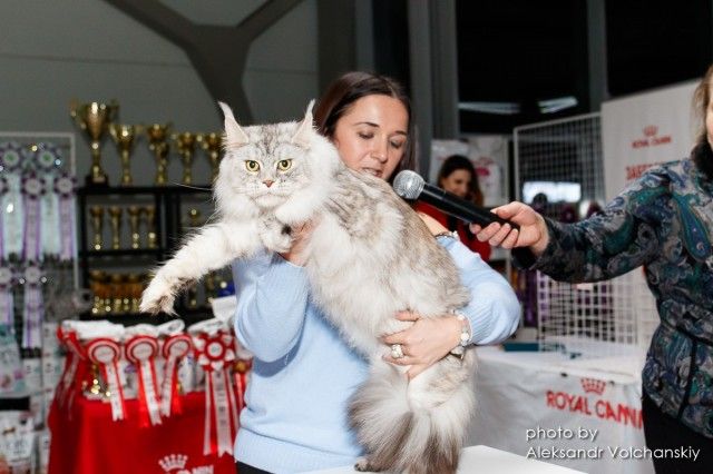 Котенок мальчик от лучшего представителя породы мейн-кун Украины