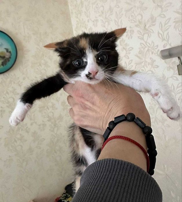 Кошечка 6-7 месяцев