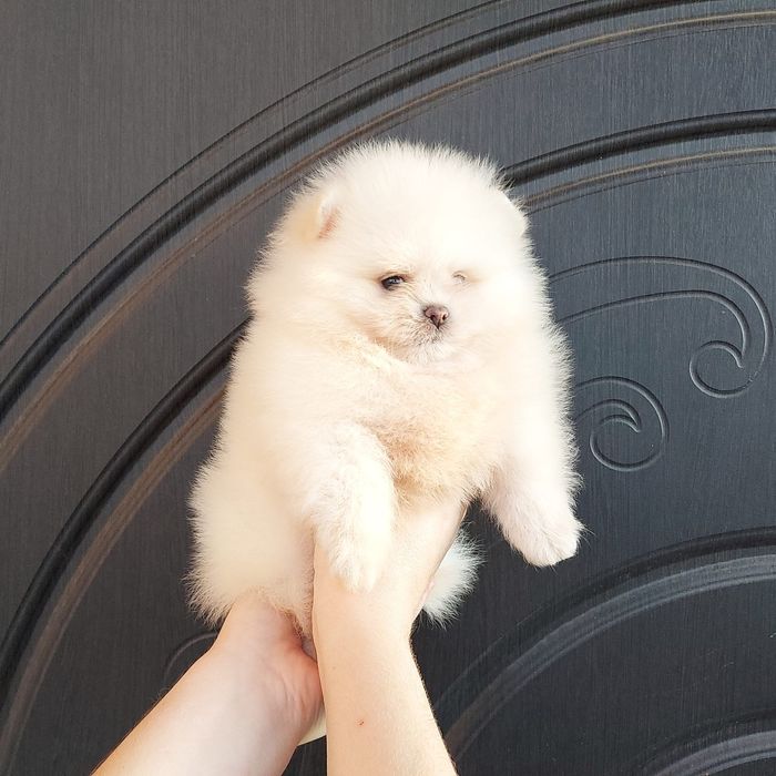 Boys Цуценята Померанського Шпіца Boys