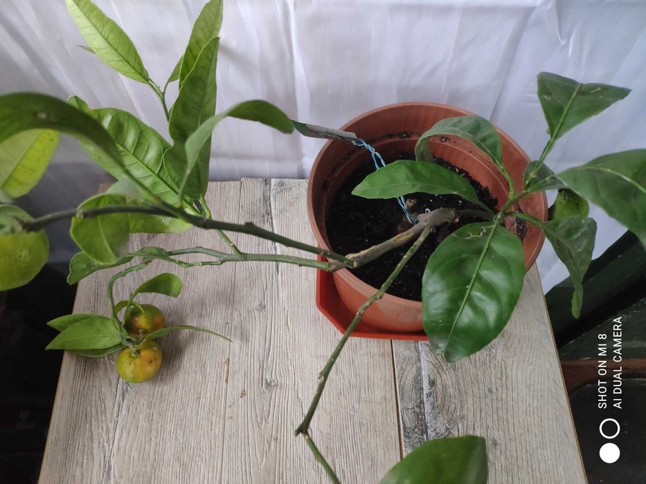 Мвндарин с плодами