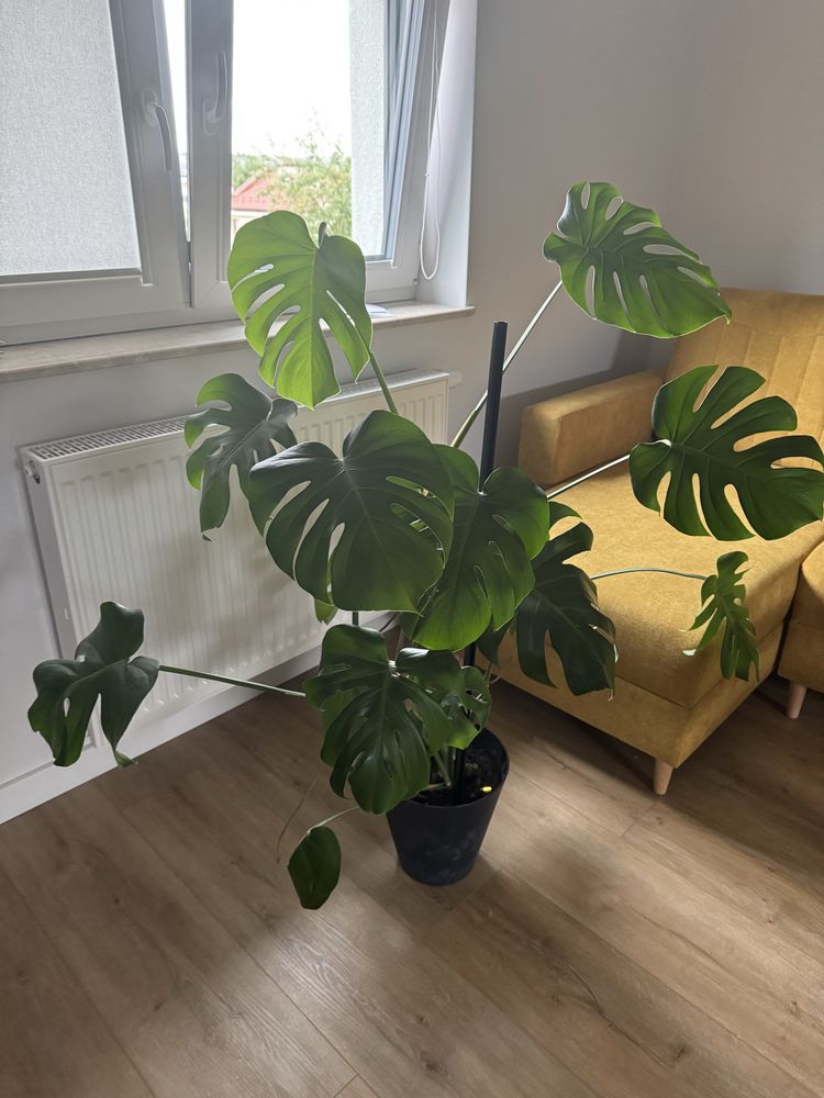 Monstera kwiat duzy