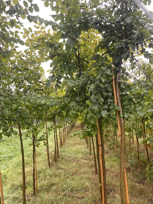 wiąz szypułkowy leszczyna turecka tulipanowiec jesion wyniosły
