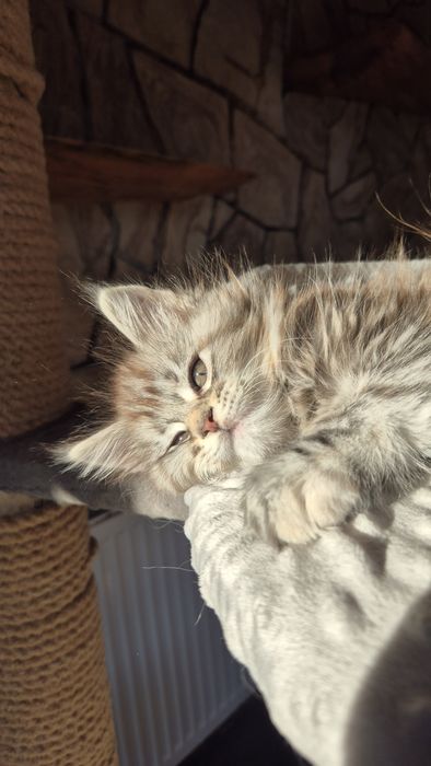 Jaga koteczka Maine Coon.