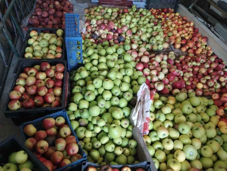 Яблука з власного саду різних сортів