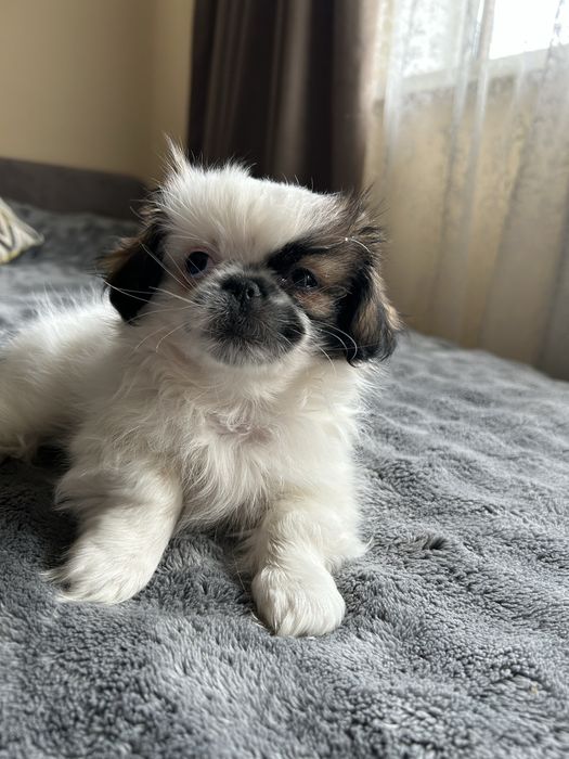 Цуценята пікінеси