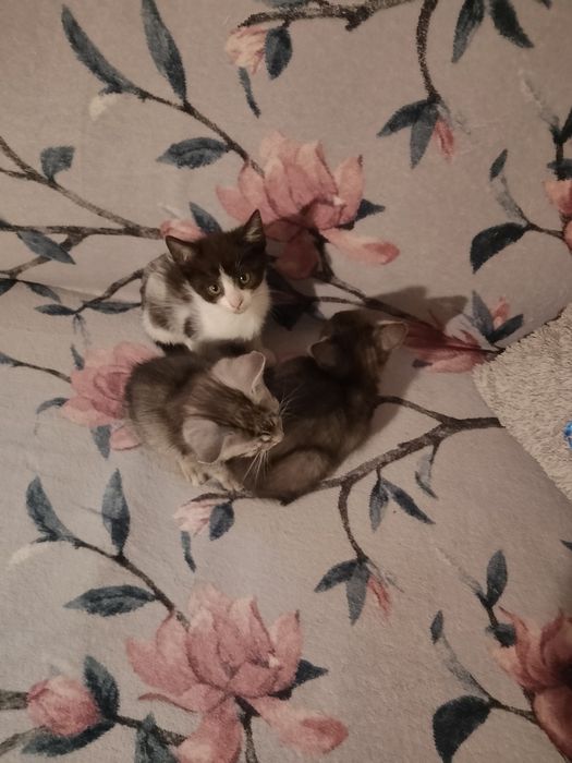 Urocze kociaki do adopcji szukają domu.