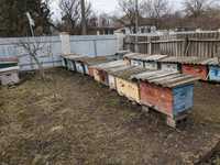 Бджоли, продам пасіку Київська область