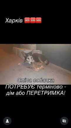 Помогите спасти пса.