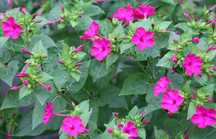 Dziwaczek wielobarwny Jalapa mix - nasiona 2024r.