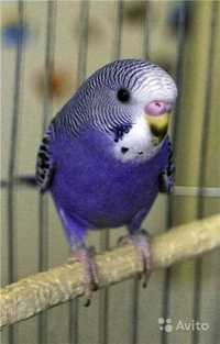 волнистый попугай сиреневого цвета девочка 8-12 месяцев